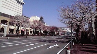 今朝の桜.jpg